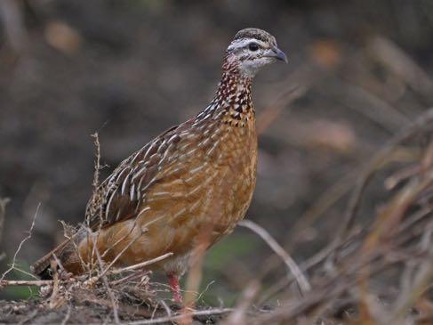 Crested Francolin (left) and Red-necked Spurfowl are both easily seen in Queen Elizabeth NP. (Nik Borrow) Little Grebe Tachybaptus ruficollis 1 at the Neck and 2 near Lake Mburo NP.