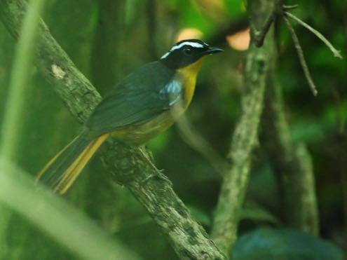Dusky-blue Flycatcher Muscicapa comitata Easily seen in Kibale and Bwindi Impenetrable Forests. Sooty Flycatcher Muscicapa infuscata Treetop birds in Kibale and Bwindi Impenetrable Forests.