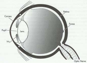 objects with age (presbyopia) Iris muscle that controls pupil Becomes less flexible with