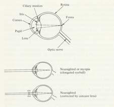 the image Cones for color vision (near fovea) Rods for low light vision (no color) (on