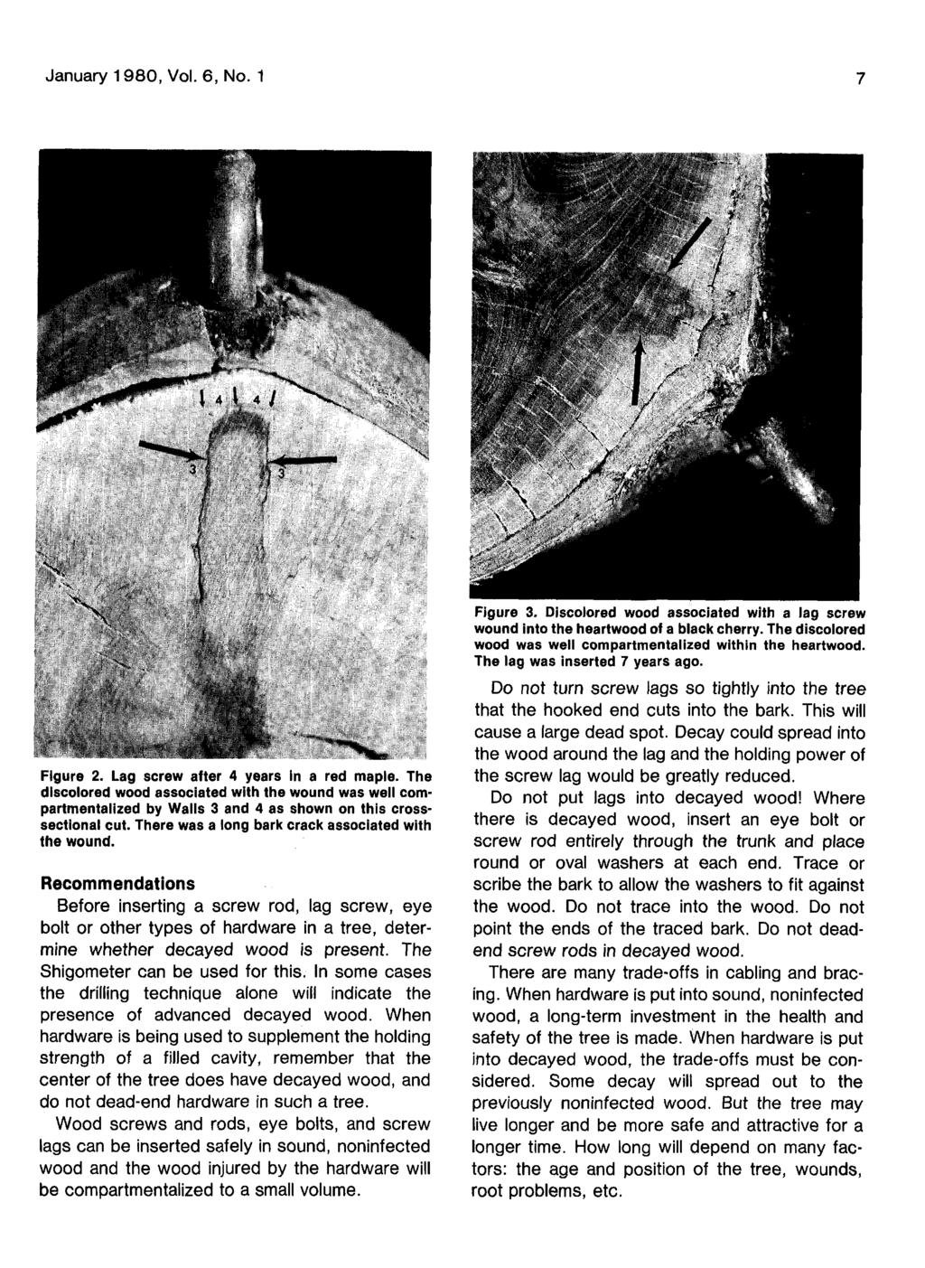 -, ^T" Figure 2. Lag screw after 4 years in a red maple. The discolored wood associated with the wound was well compartmentalized by Walls 3 and 4 as shown on this crosssectional cut.