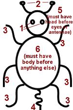 Beetle Addition and/or subtraction There are 14 body parts - body, head, 2 wings, 6 legs, 2 feelers, 2 eyes you must throw a 6 to start - and you can then draw the BODY throw a 5 - draw the HEAD must