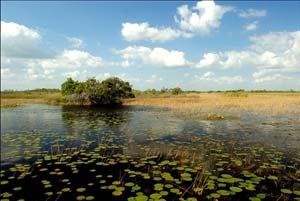 wetlands: Implications for habitat management and