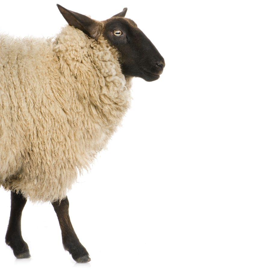Wool Quality Factors that can influence the quality of wool: n