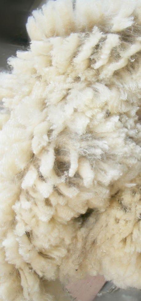 Renewable & Sustainable Wool is the ultimate sustainable fibre. n Sheep grow wool continuously and can be shorn every 9-12 months, making wool rapidly and readily renewable.