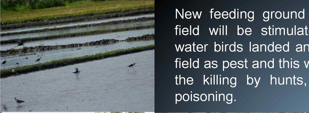 New feeding ground like paddy field will