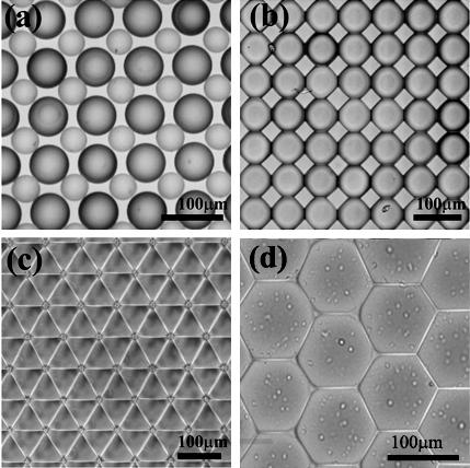 The images of the letters fs produced by the rectangular-shape microlens array. 3.4 Microlens arrays with different shapes Figure 7. Microlens arrays with different shapes. (a) Circular-shape microlenses with two different sizes.