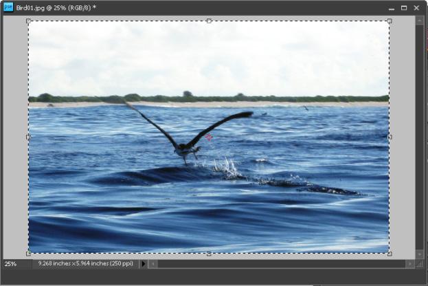 Photoshop Elements lets you crop an image using either Quick Fix or Standard Edit in the Editor workspace. To crop an image in the Editor workspace: 1.