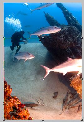 5. Drag the selection handles to set the target area for the recomposed image (Figure 12). Photoshop Elements recomposes the image (Figure 13).