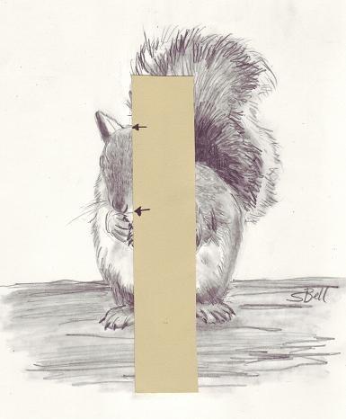 Here, I marked the length of the squirrel s head. Note that the distance from the top of his head to his nose is about the same length as the distance from his nose to the top of his foot.