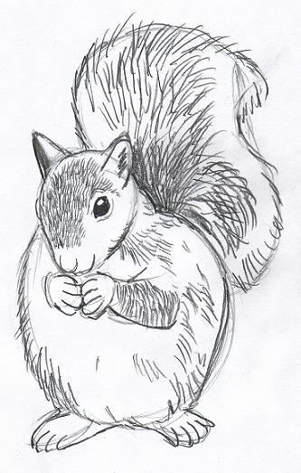 The fur on the squirrel s head and back is very short, so we ll use very short lines. These lines can (and should) overlap each other, just as the fur does.