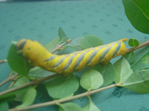 Another Method On some photographs the blurring may not be consistent. Here is a picture of a caterpillar taken by one of the RAC students Dr. Ronald Ellis.