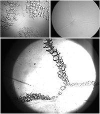 Thermal Effects: Microscope photographs of lenses incubated in organ culture conditions for 12 days. Right frame shows Control lens with no damage.