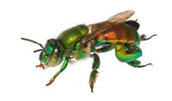 Featured image and orchid bee Neil Losin / Day s Edge Productions THE INSTRUCTORS: Clay Bolt is a Natural History and Conservation Photographer specializing in the world s smaller creatures.