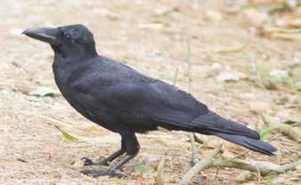Corvidae or Crows,
