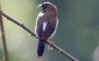 Emberizidae or Sparrows