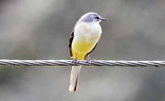 Motaciliidae or Wagtails and
