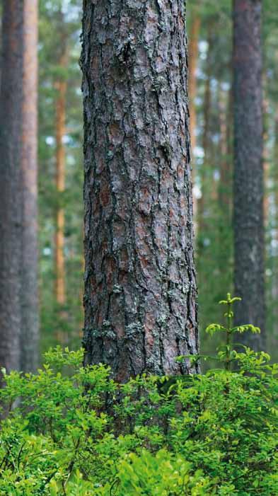 European Redwood (Scots Pine) Pinus