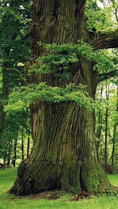 Oak Quercus robur