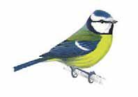 million Female blue tits choose their mate based on the brightness of the