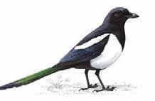 MAGPIE Big Garden Birdwatch position 46 272 60,000 Magpies are the only British birds to
