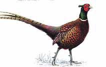9 million Pheasants originally came from Asia and were brought to the UK by