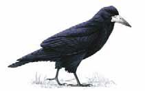 1 million Rooks nest in groups called rookeries.