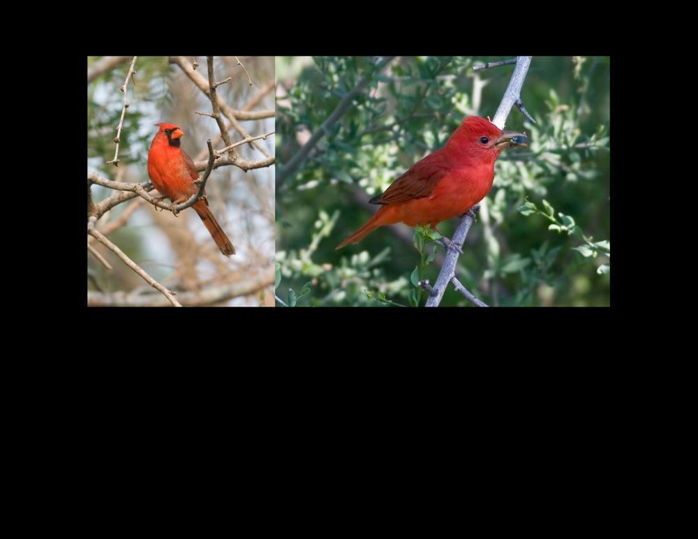 Northern Cardinal Laguna Atascosa National Wildlife Refuge, Lower Rio Grande