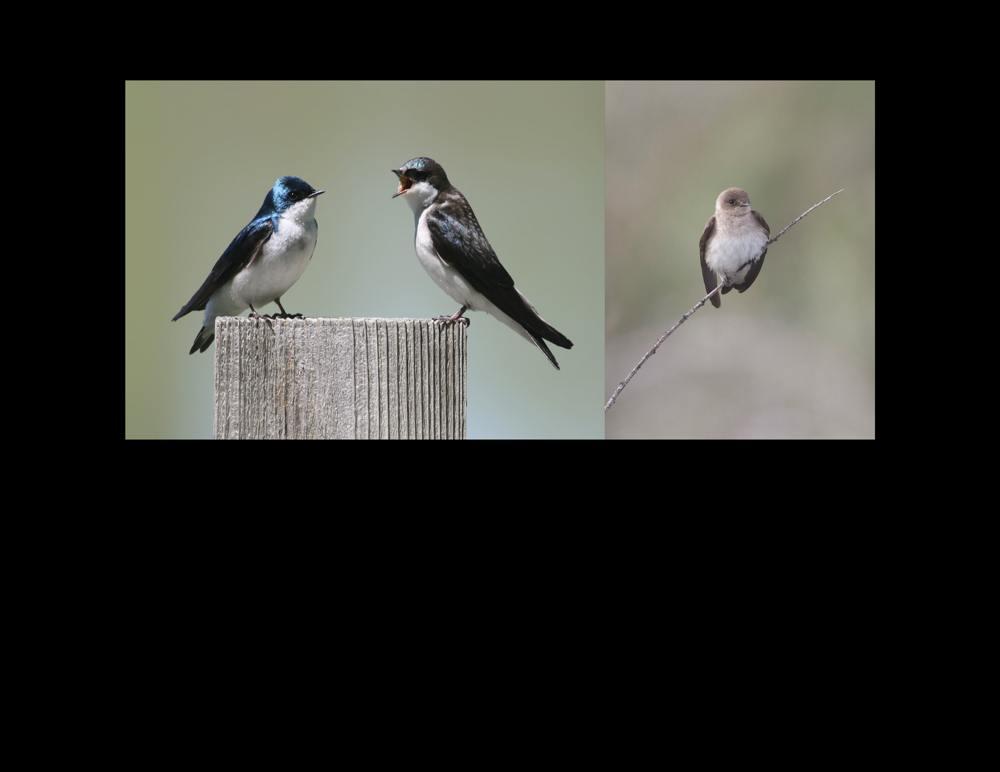 Tree Swallows Magee Marsh Wildlife Area, Ohio