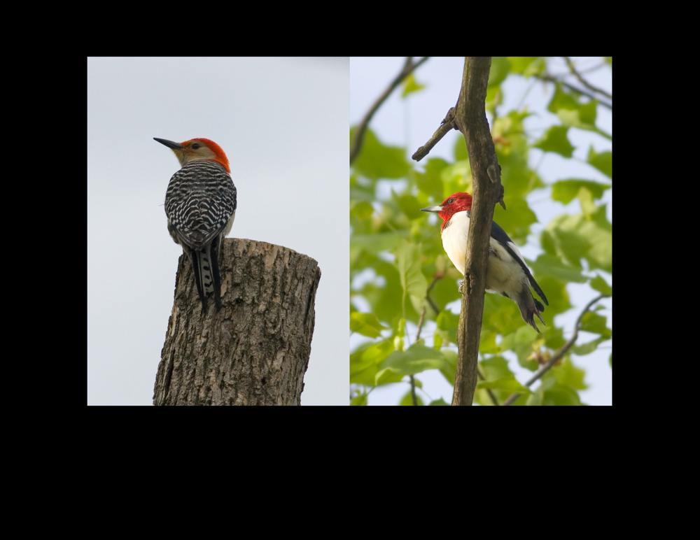 Red-bellied Woodpecker Point Pelee, Ontario