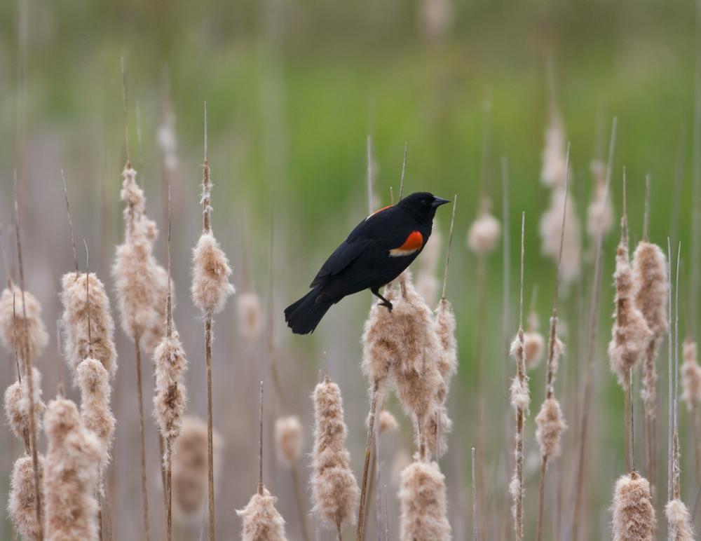 Red-winged Blackbird Peninsula