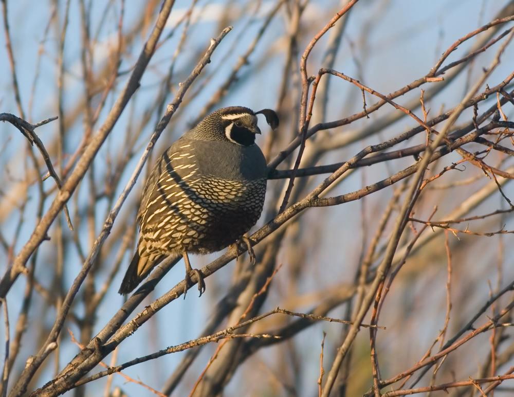 California Quail Near the campground at the