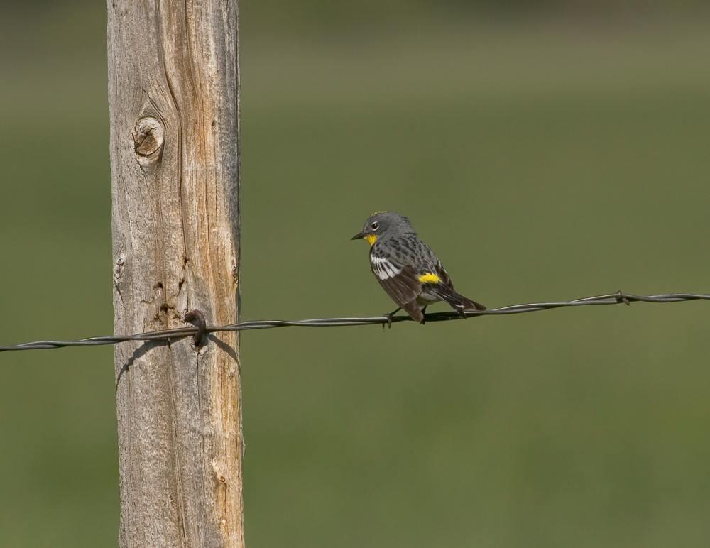 Yellow-Runped Warbler (Audubon's)