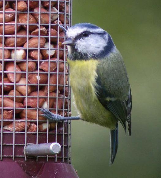 The Henley Garden Bird Survey Blue tit:
