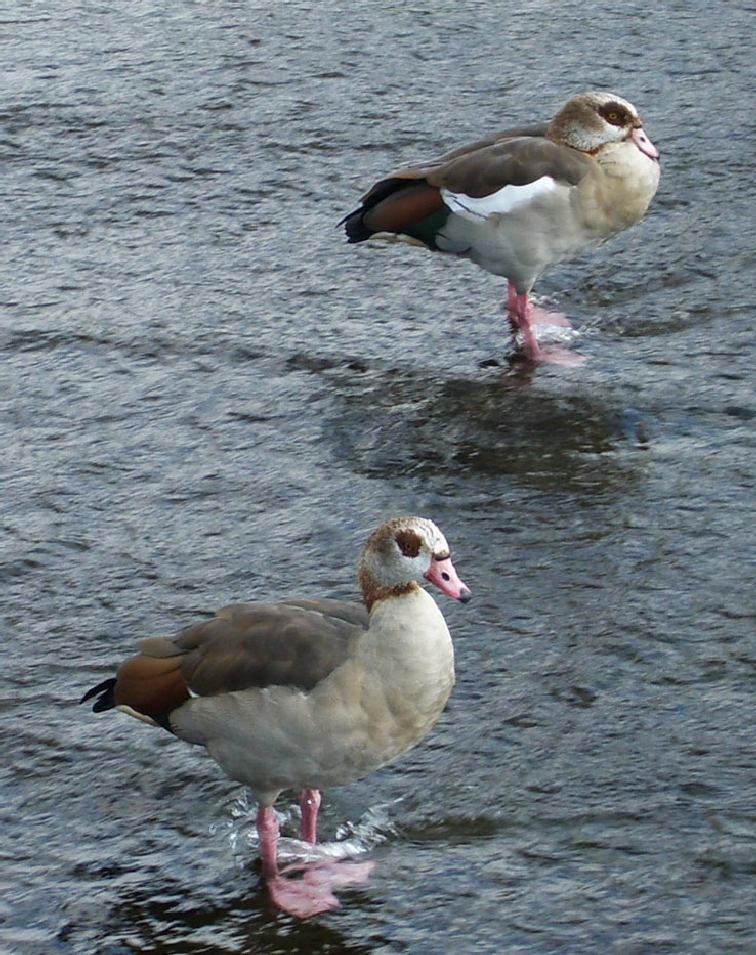 Egyptian goose: new to Henley during the