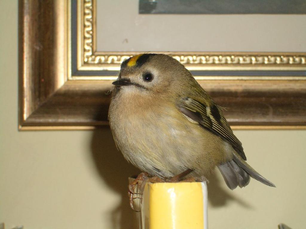 Goldcrest: this one was apparently stunned by