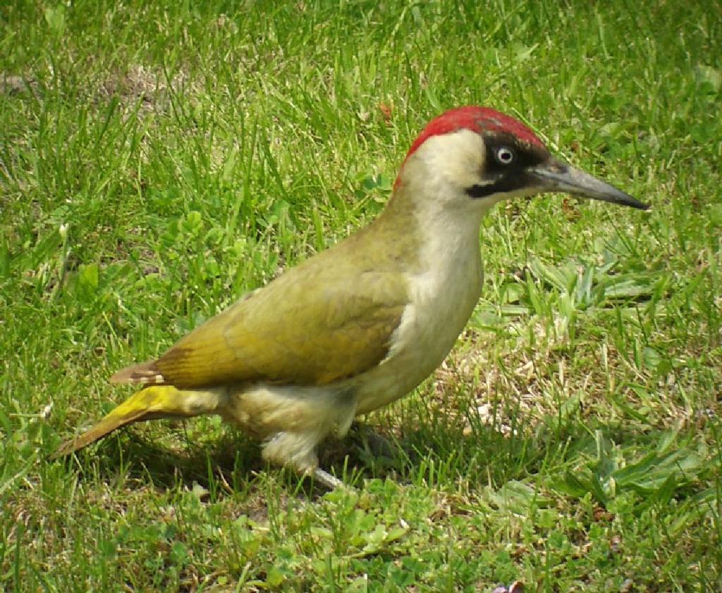 usually in the winter months Green woodpecker: