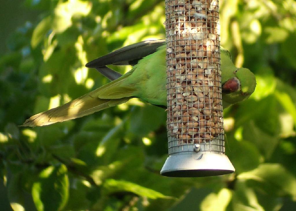Ring-necked parakeet: a species new to Henley that