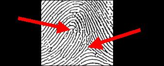 A Whorl pattern will have two or more deltas.