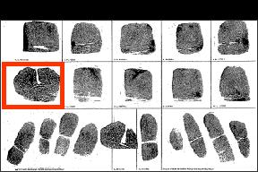 " However, the number of finger blocks without fingerprint images should be kept at a minimum (no more than five).