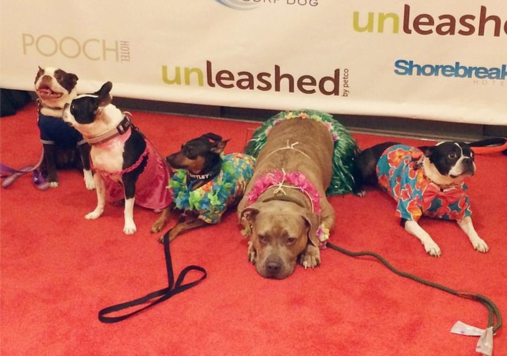 For example, give every attendee a number when they enter, and toward the end of the event pick a number out of a hat. The lucky number wins a BarkBox! Group photo shoots.