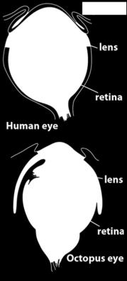 How Eyes Evolved Analyzing the Evidence 1 Human eyes are complex structures with multiple parts that work together so we can see the world around us. Octopus eyes are similar to human eyes.
