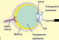 ) Each type of light-sensitive organ can be useful for the animals that have it. For example, eye spots which detect light vs.