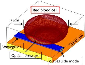 Forces & pressure on red blood cells
