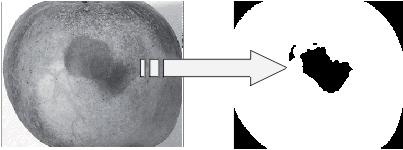 The contrast between sound and defective area was very clear. Generally, the segmentation algorithm was able to detect the defects as indicated by Fig. 3.