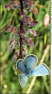 Black, S. H., and D. M. Vaughan. 2005. Species Profile: Icaricia icarioides fenderi. In Shepherd, M. D., D. M. Vaughan, and S. H. Black (Eds). Red List of Pollinator Insects of North America.