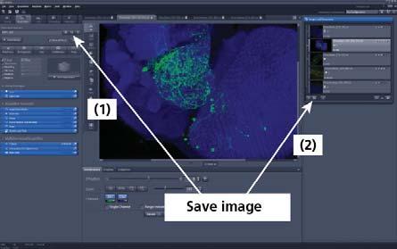 Storing and exporting image data To save your acquired or processed images, click on the Save or Save As button in File menu, or click the button in the main toolbar (Fig.