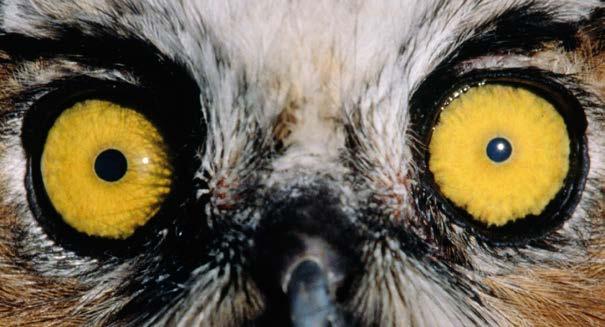 Even Better Ears An owl s pupils are small in bright light (top) and large in low light (bottom).