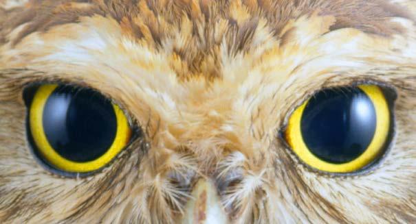 Owls can t see in total darkness, but they can see better in low light than most animals.