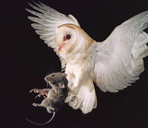 Owls, such as this barn owl, often crush their prey with their strong feet and sharp claws.